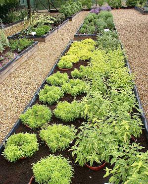 Lime green beds of plants