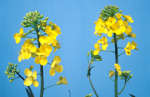 Oil seed rape