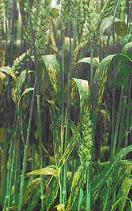 Agchem picture
