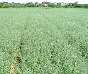 Corn Gromwell