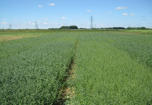 Corn Gromwell