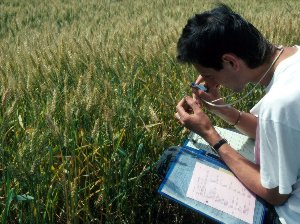 Crop Stage