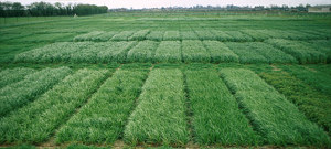 Grass