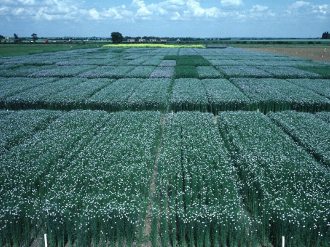 Seed Stage picture