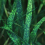 Spray deposits