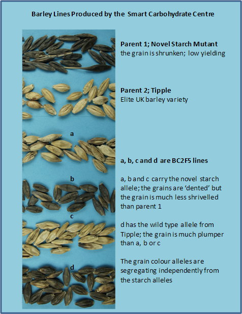 Figure 2; The Smart Carbohydrate Centre; creating normal seeds containing novel starch