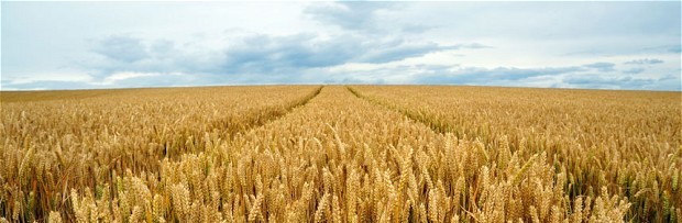 wheat_2225018b