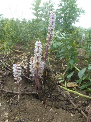 Orobanche crenata