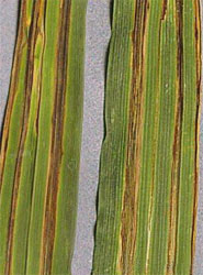 Stripe smut symptoms on leaves