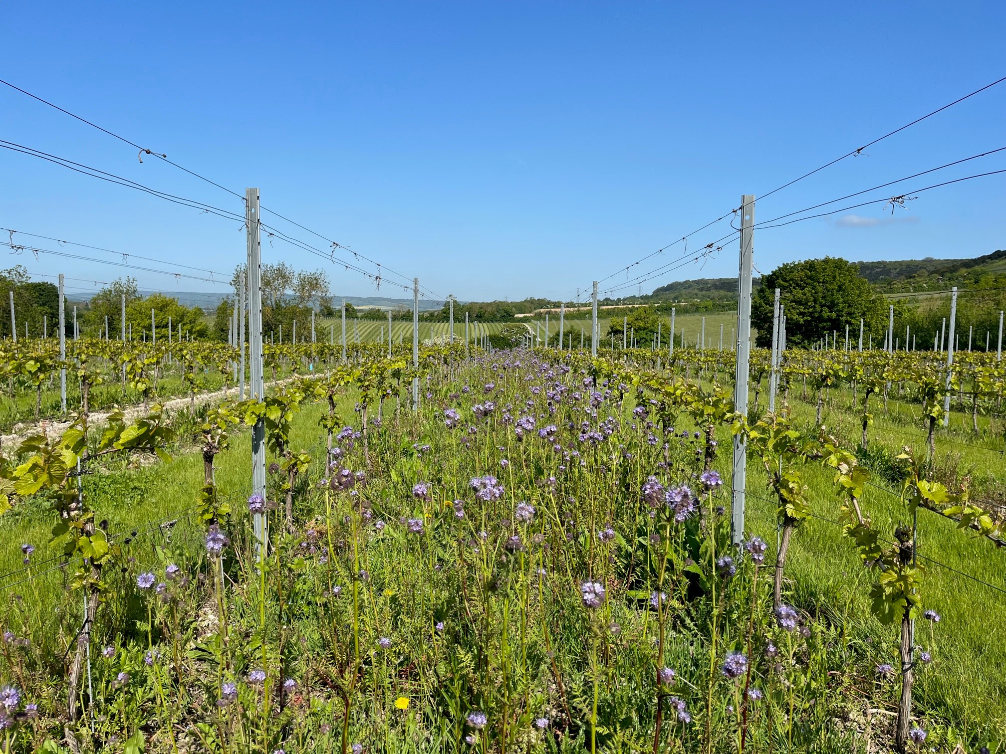 Phacelia growing at Chapel Down