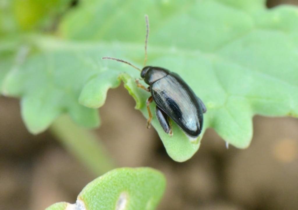 Cabbage stem flea beetle