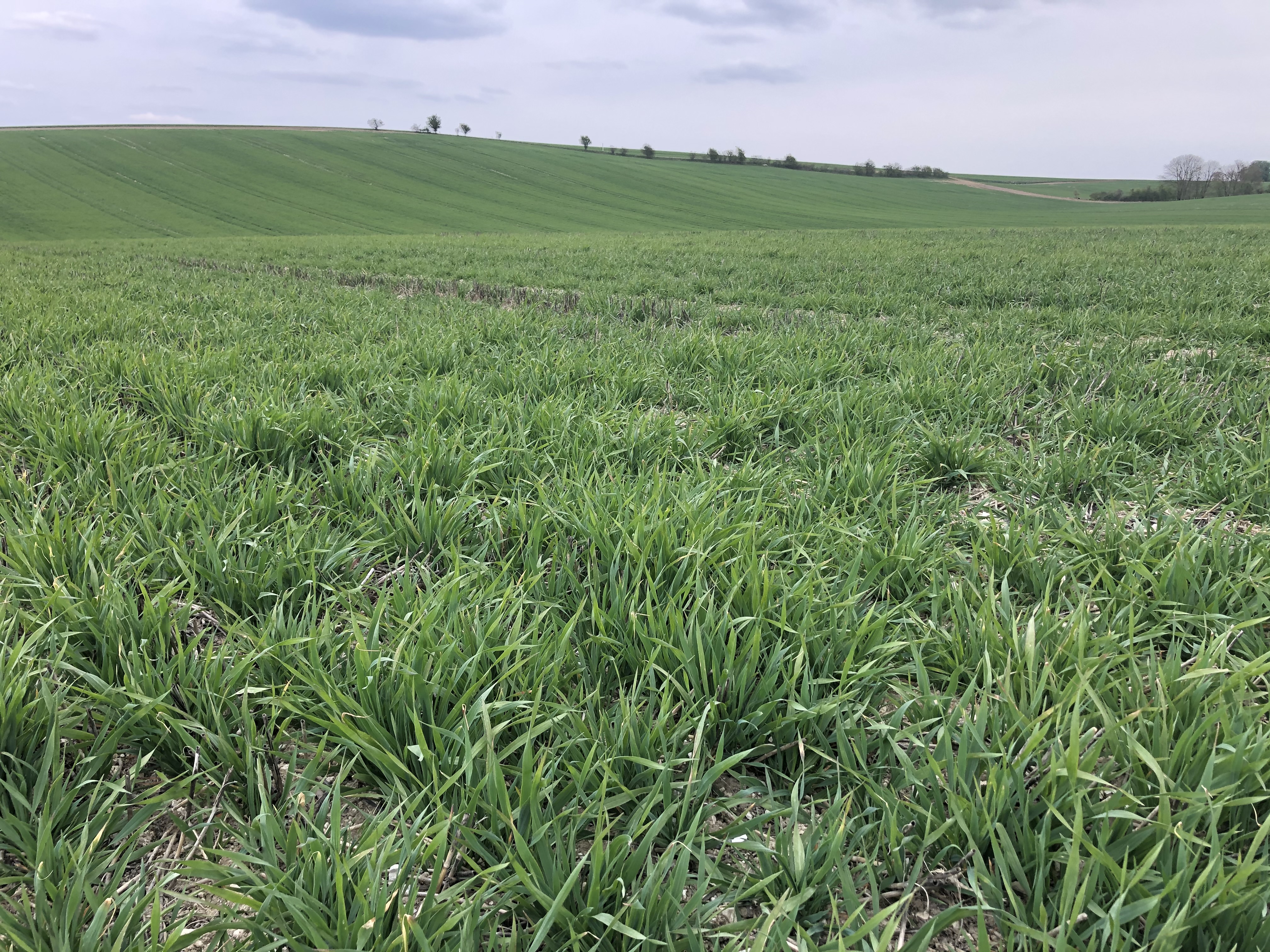 Young wheat plants growing in a field in the UK