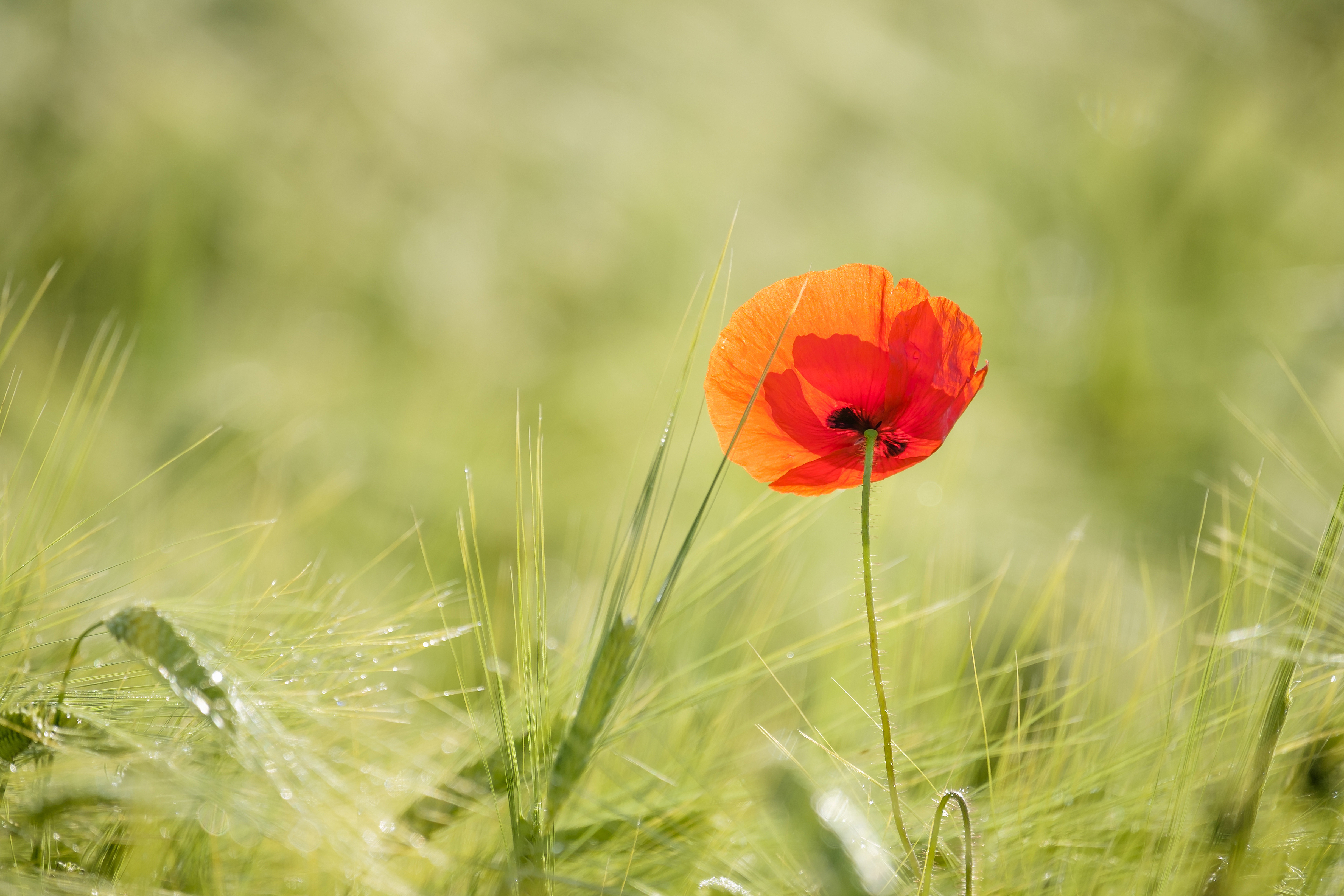 A poppy growing in an arable field