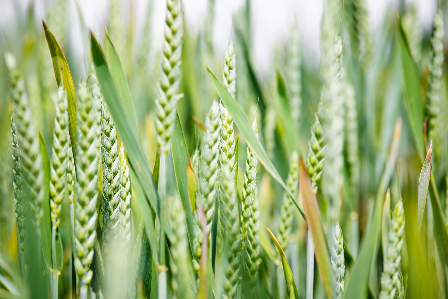 Wheat growing in a field