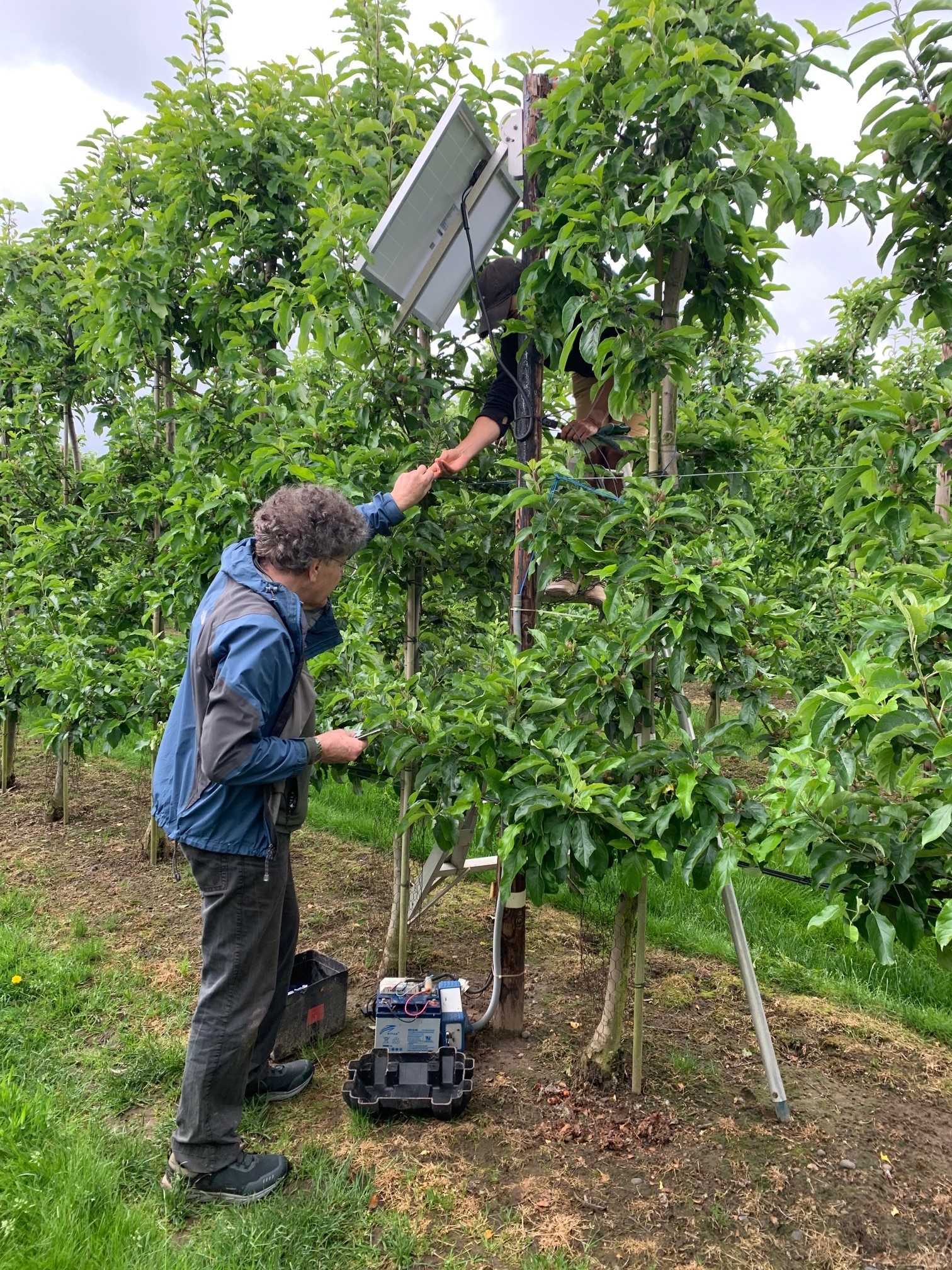 Next generation electrophysiological sensor being set up in an orchard