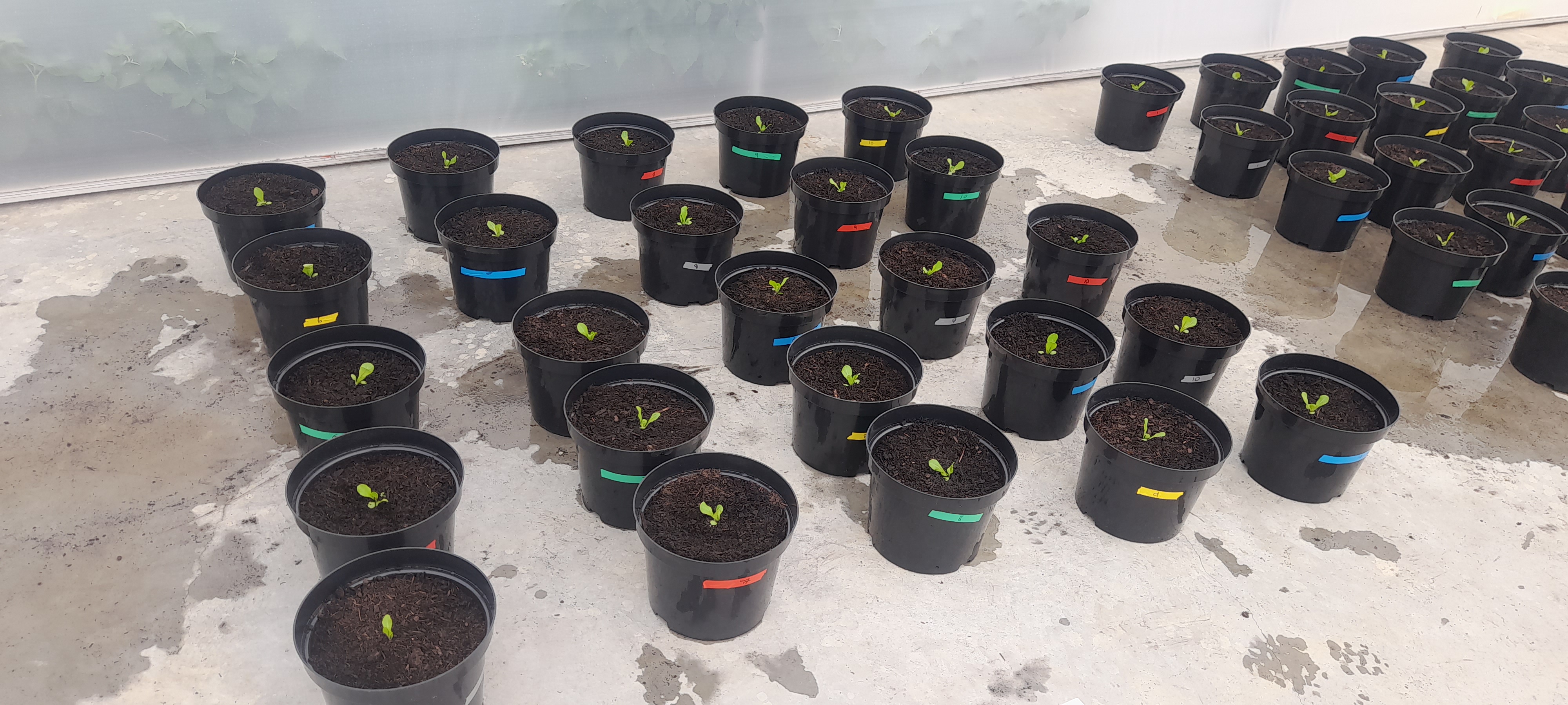 Assessing lettuce growth in recycled coir