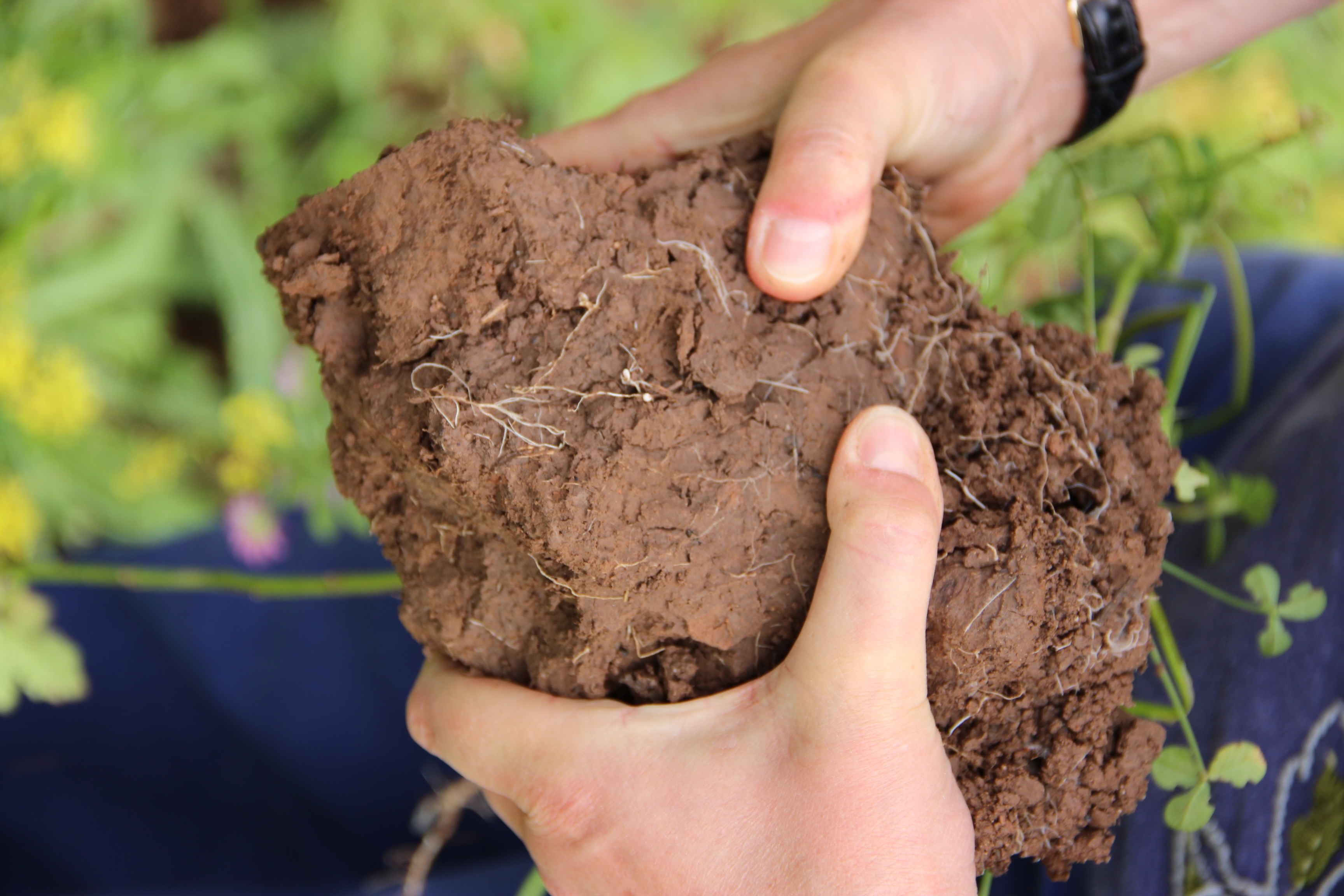 Looking at soil
