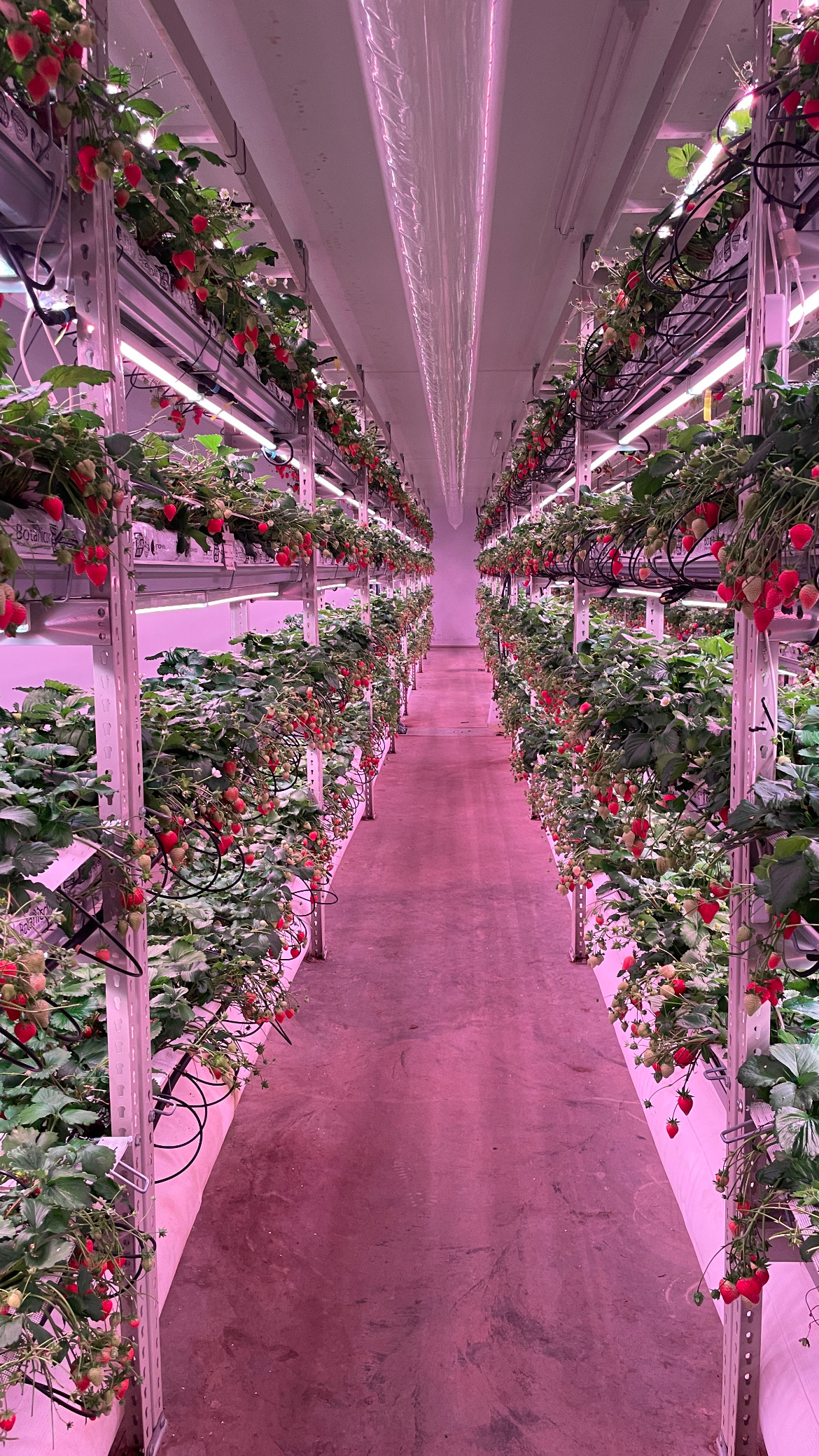 Strawberry plants growing in a controlled environment