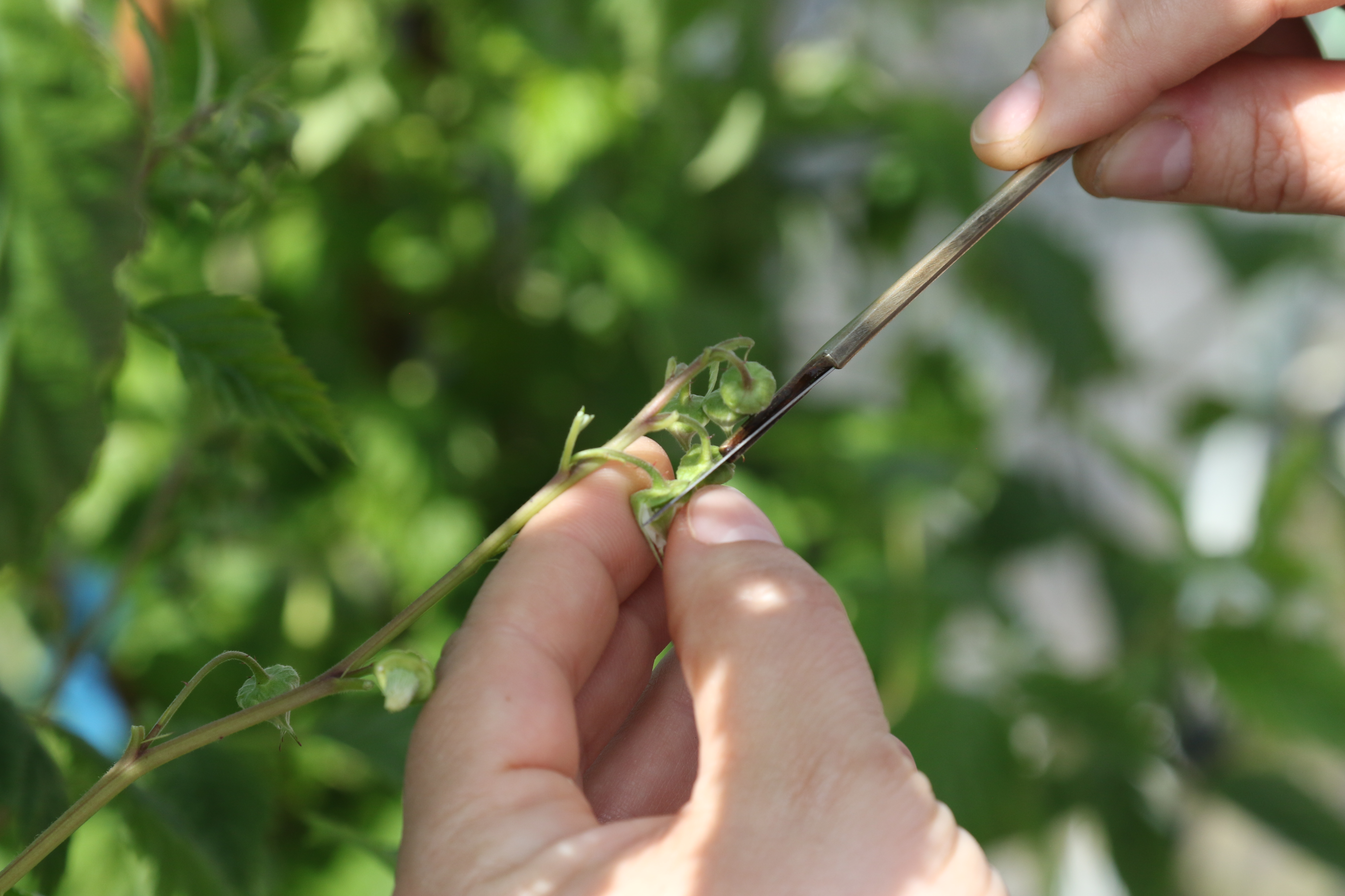 Niab staff working on the Soft Fruit GIN