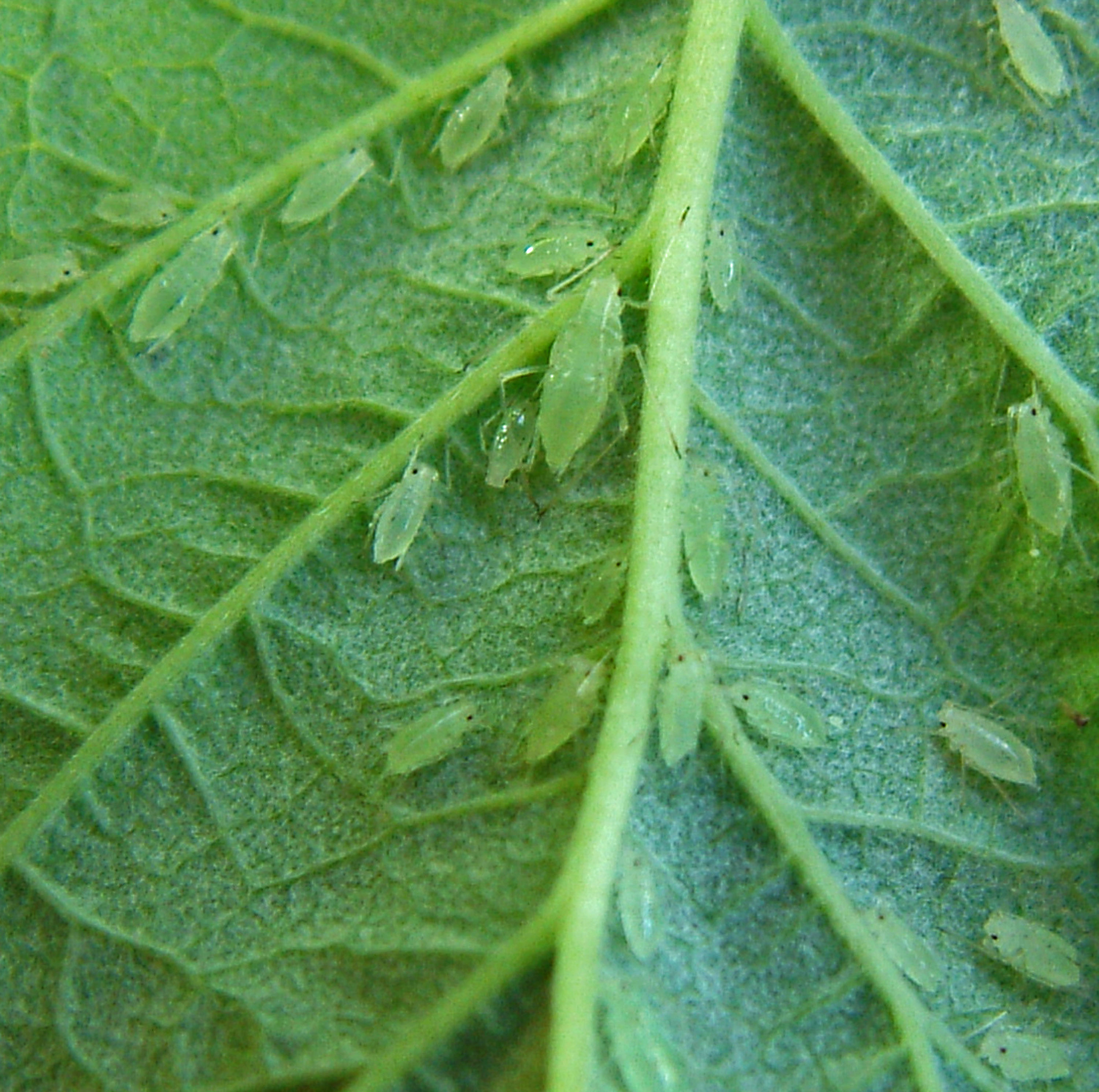 Large raspberry aphid