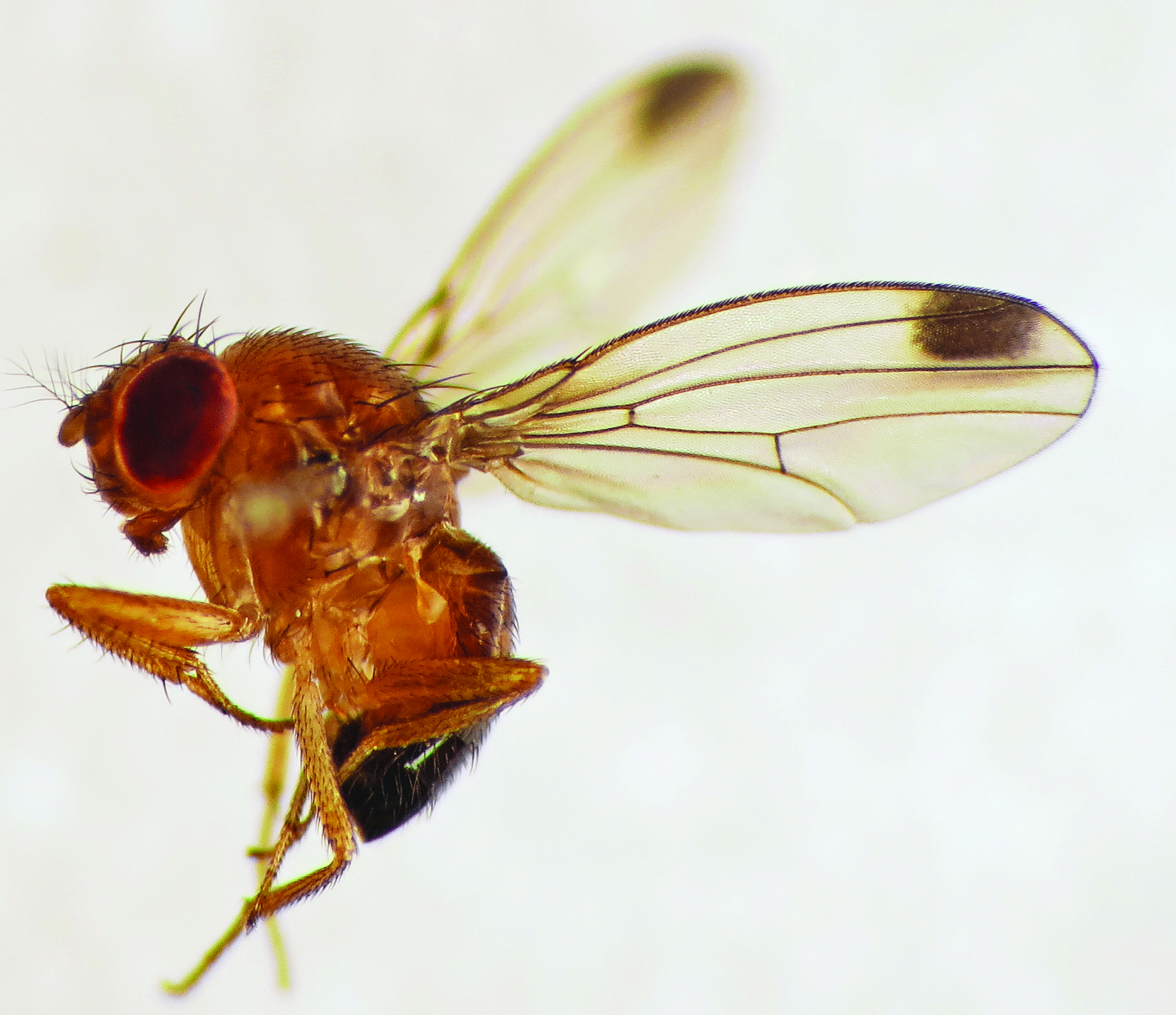 Male Spotted Wing Drosophila