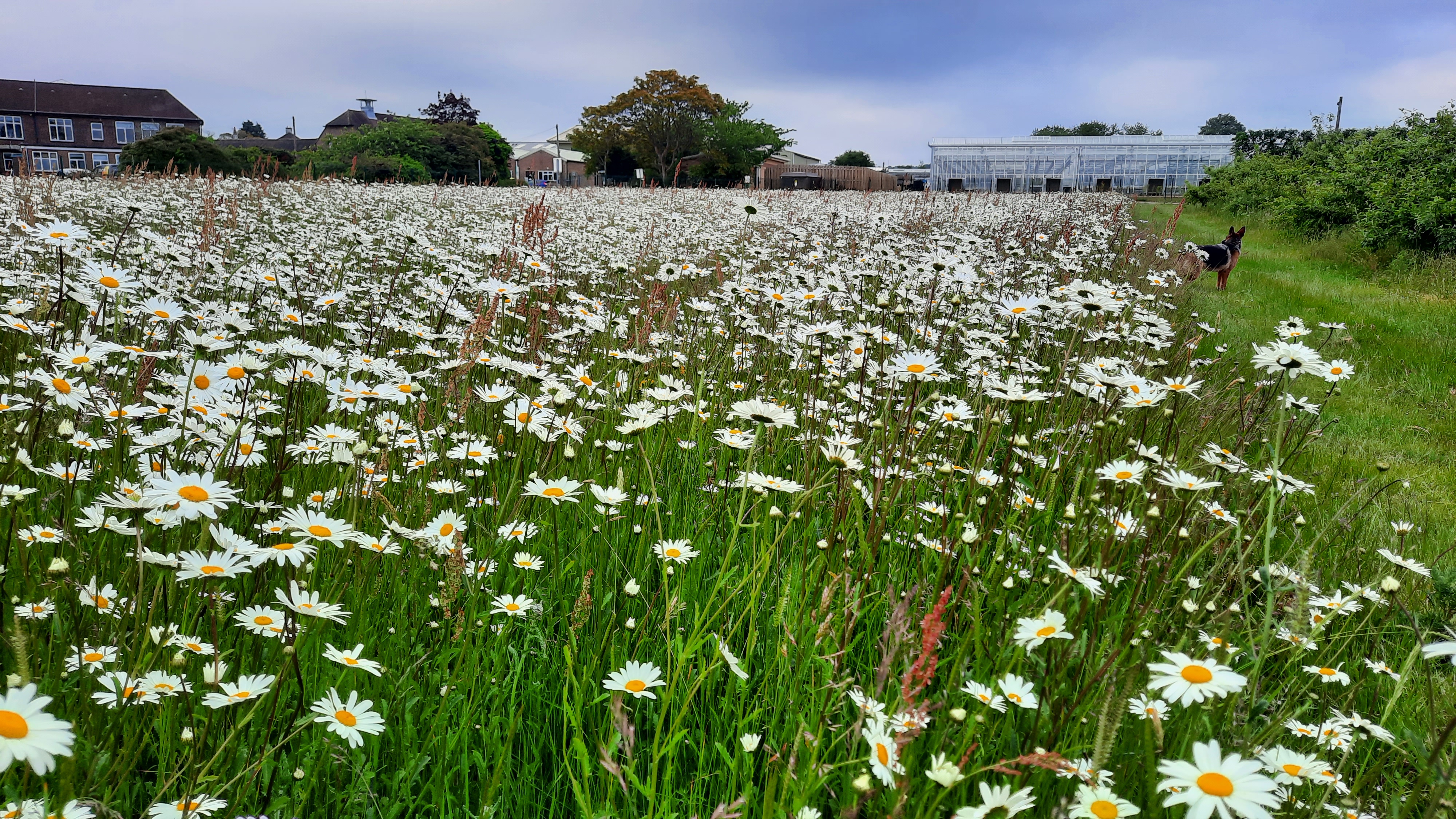 Wildflower demonstration area sown at Niab's East Malling site