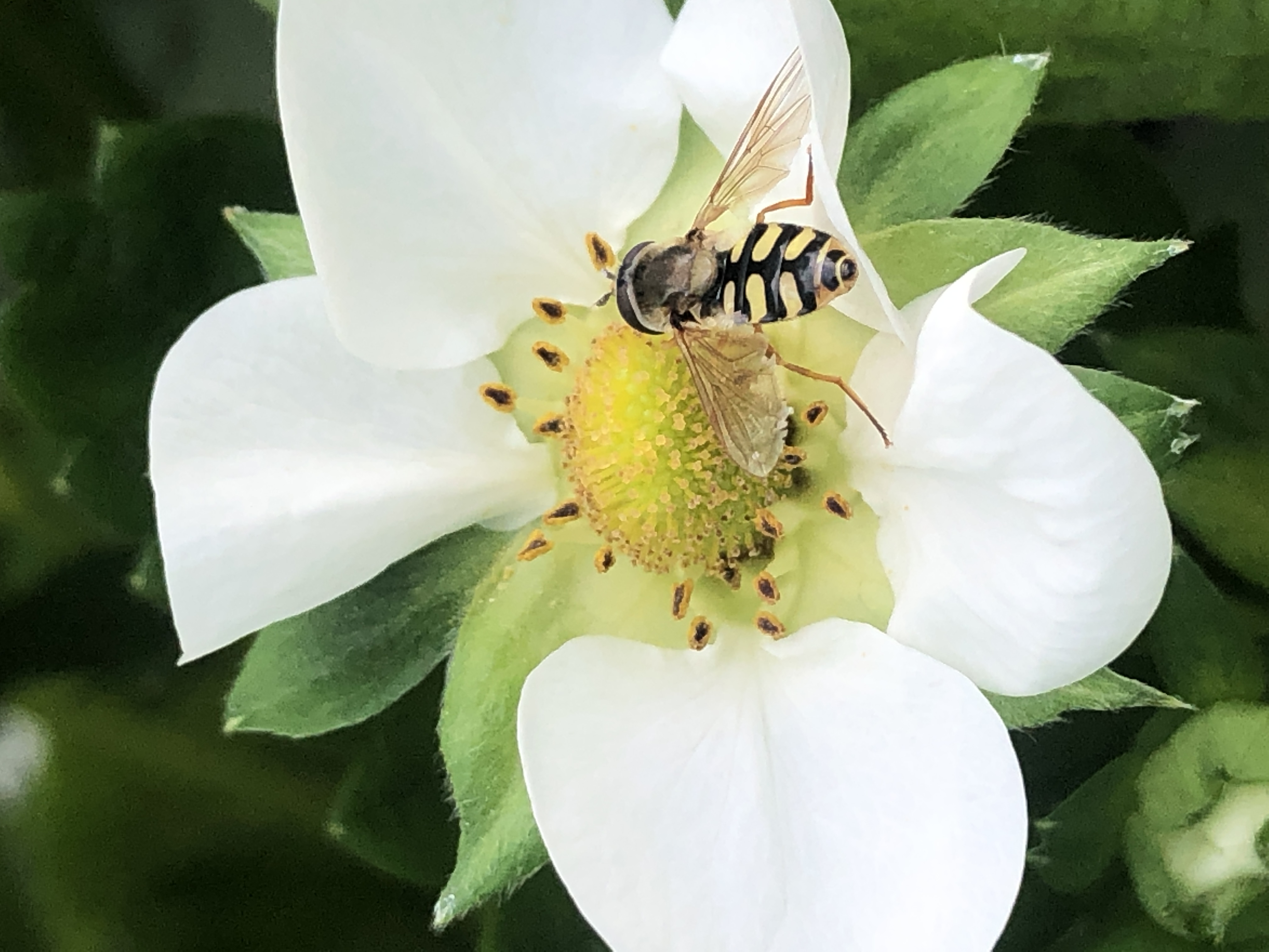 Hoverfly feeding on flower