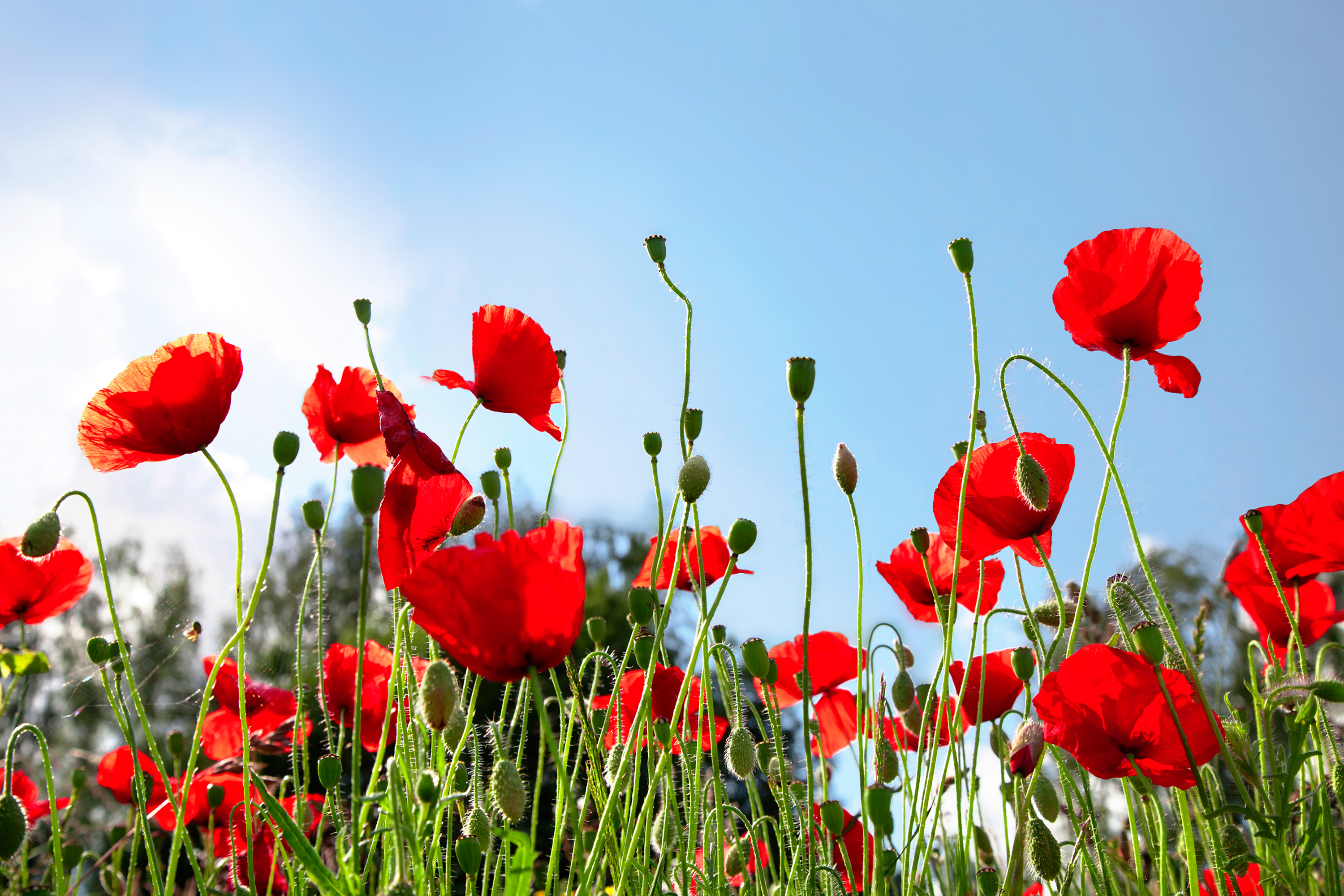 Poppies in an arable field
