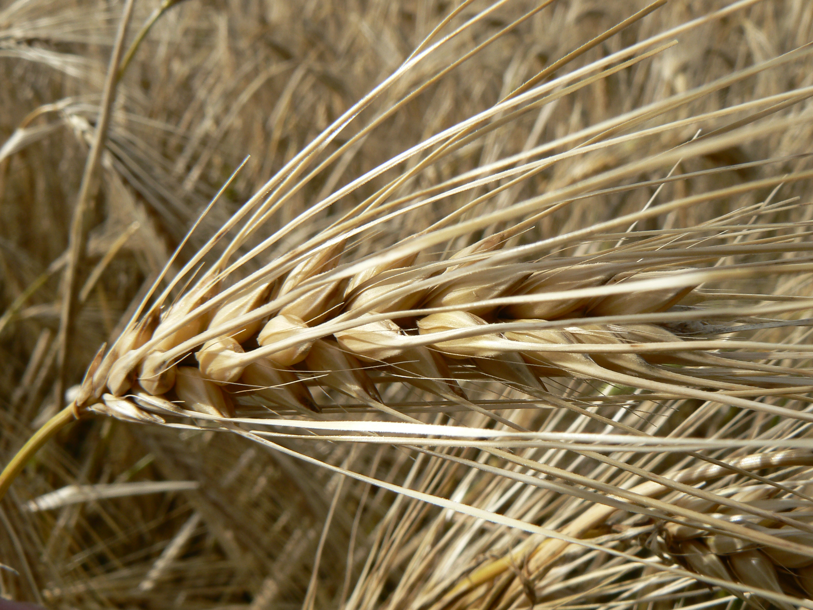 Barley