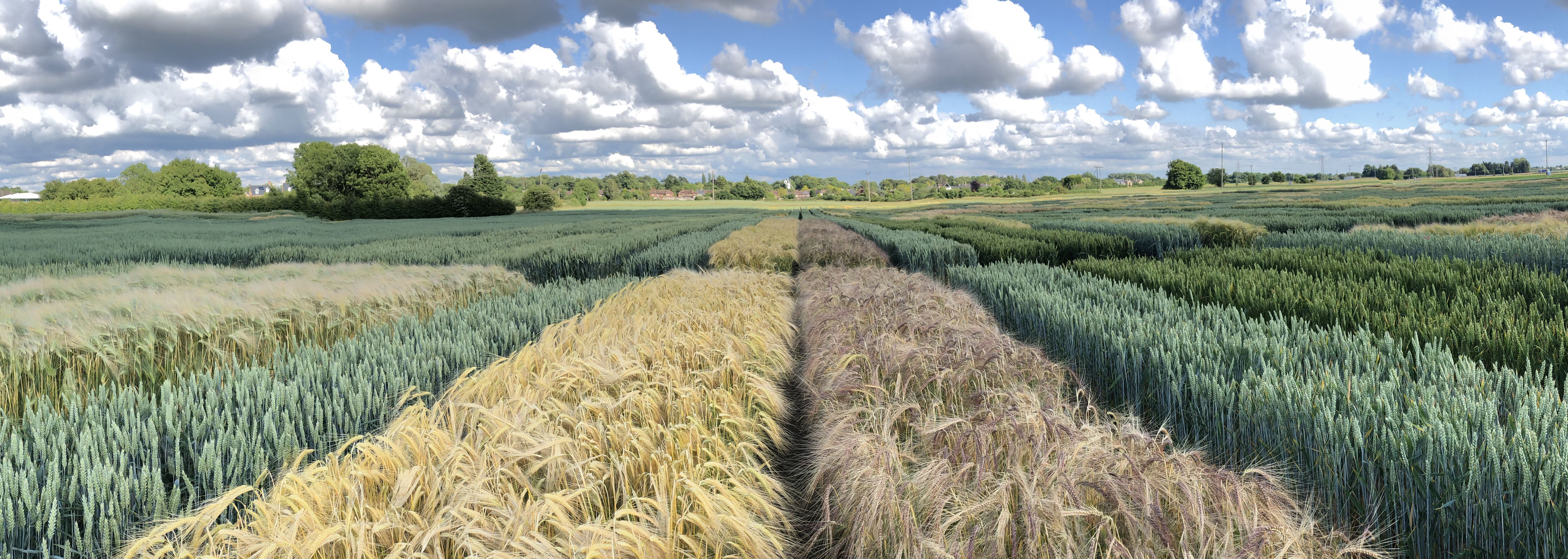 Wheat varieties growing in a field