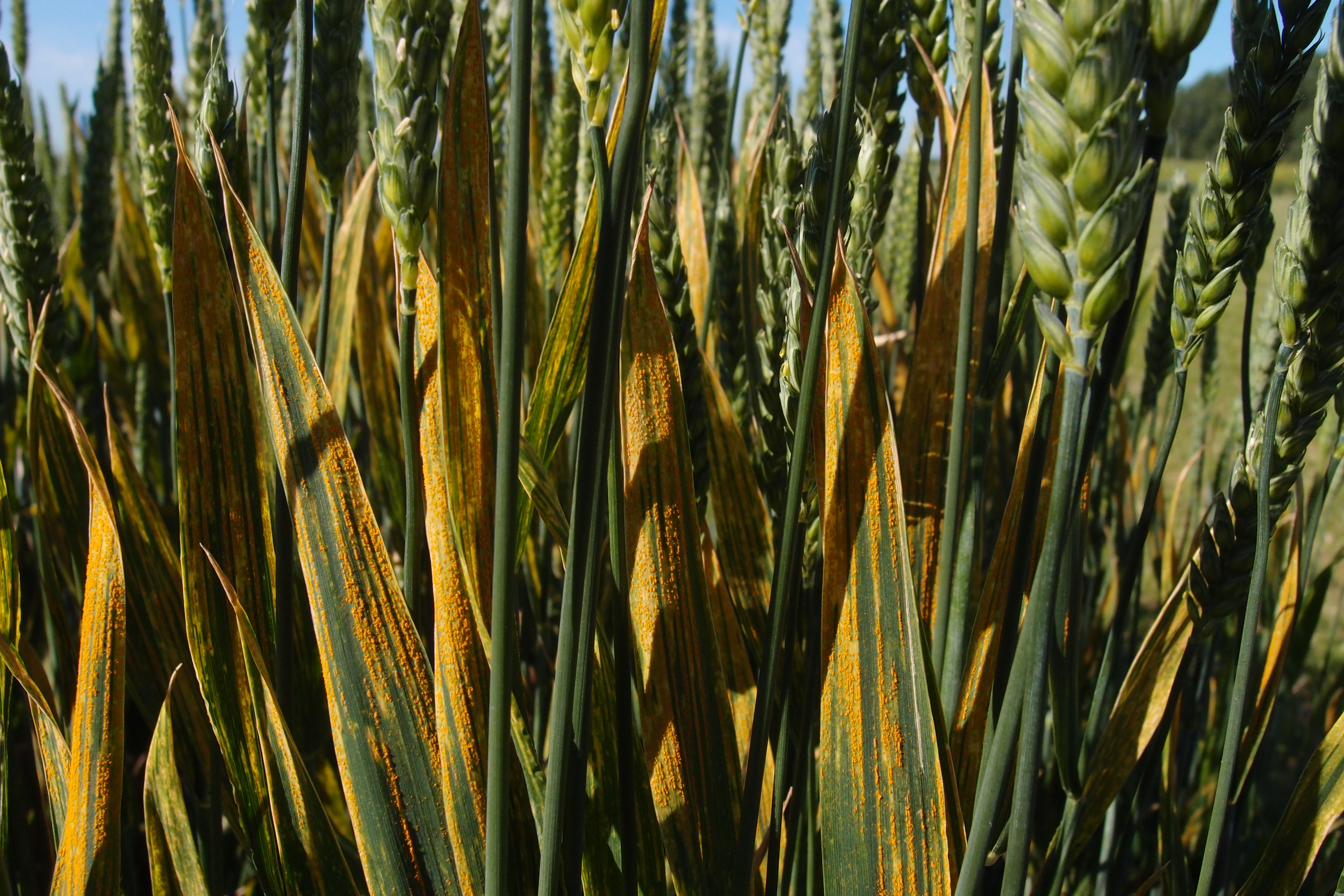 Yellow rust in wheat
