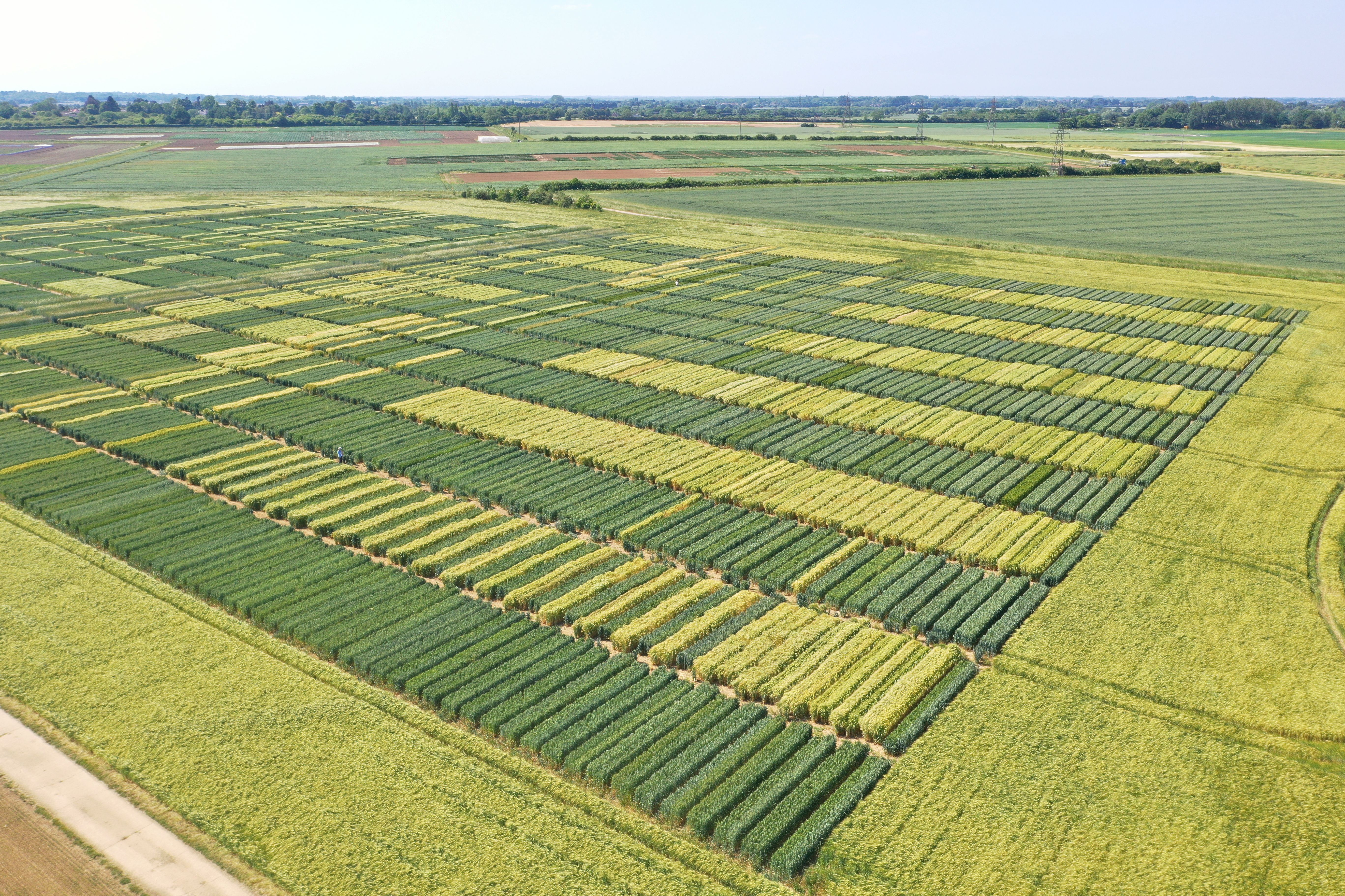 Aerial view of DUS plots at Niab