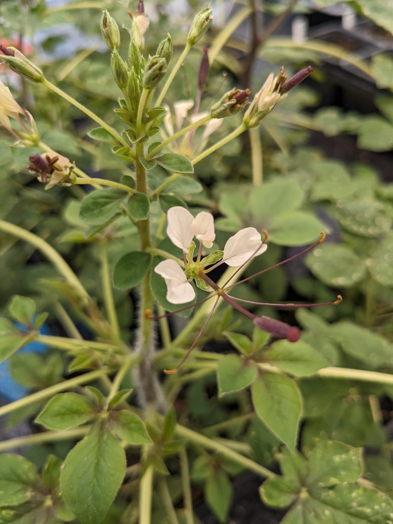 Cleome gynandra
