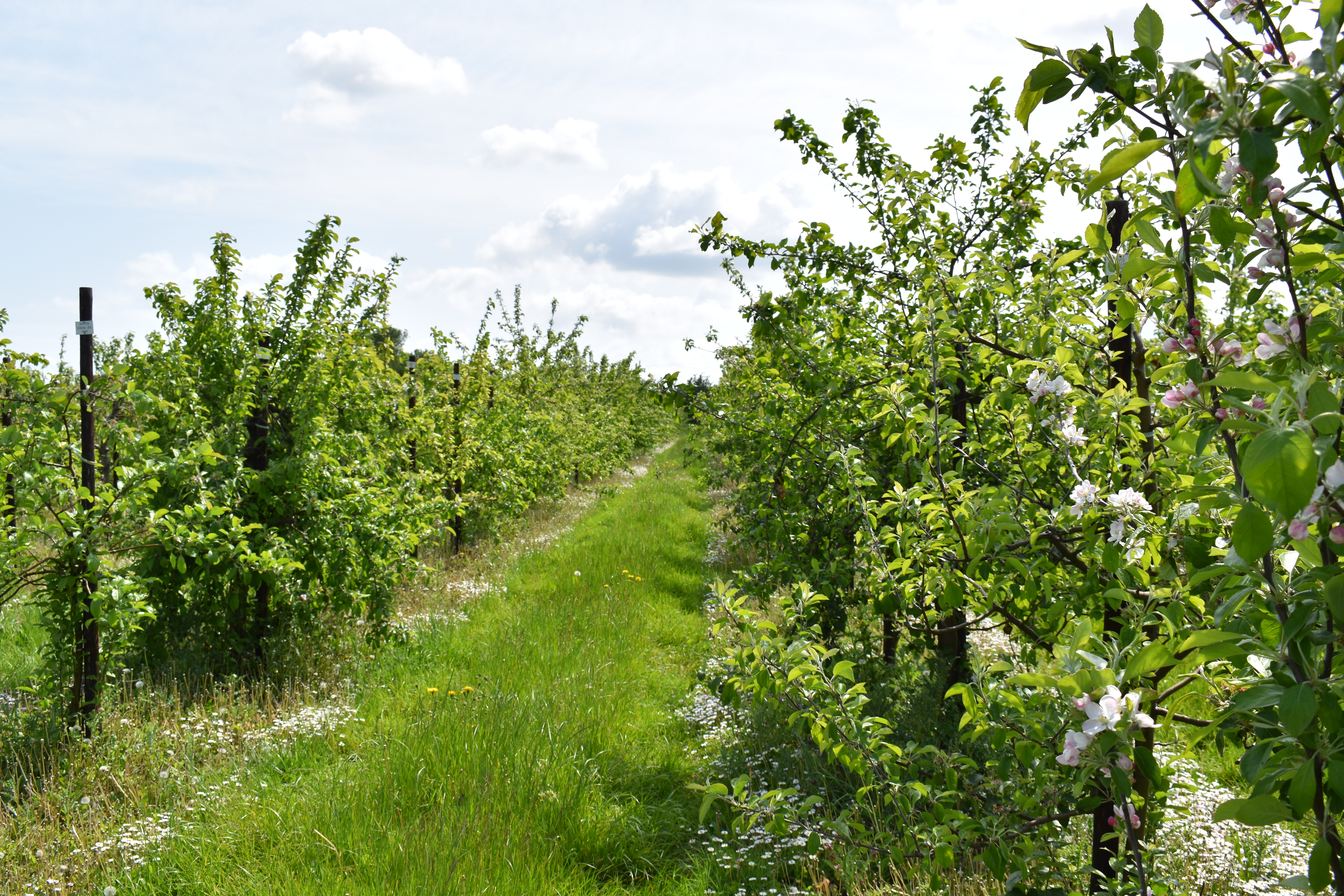 Apple orchard at East Malling