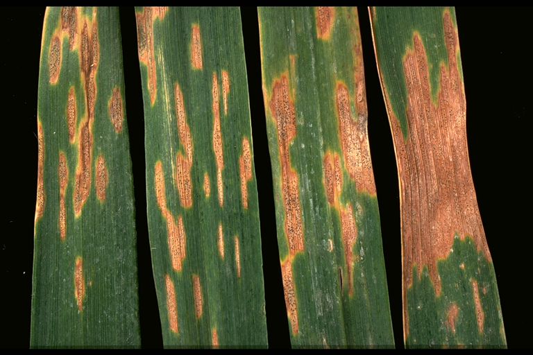 Septoria on crop leaves