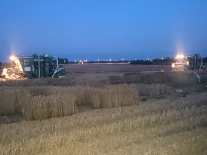 NIAB Cambridge night harvesting next to the A14