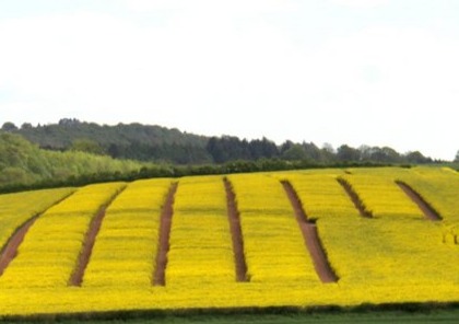 NIAB Callow winter oilseed rape trials