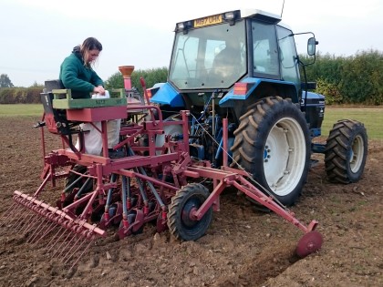 Drilling demo plots at NIAB EMR East Malling