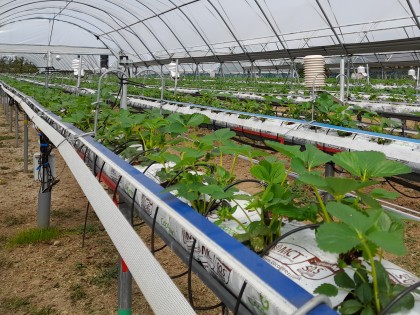 Strawberry plants growing in rows at the WET Centre, NIAB West Malling