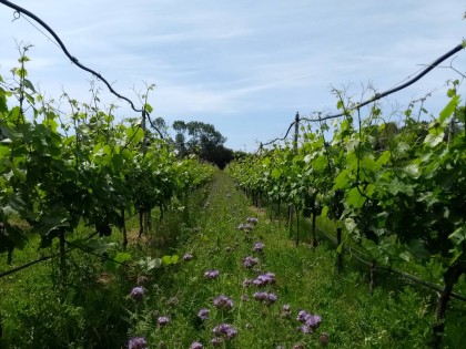 Vineyard at NIAB East Malling