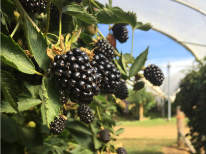 Blackberries growing in a polytunnel