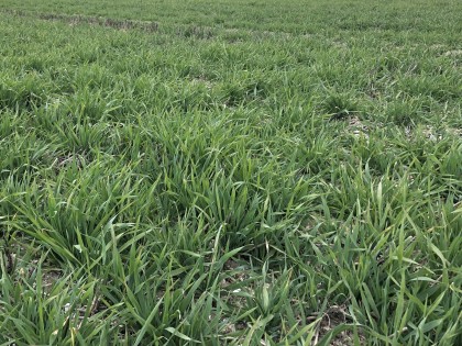 Young wheat plants growing in a field in the UK