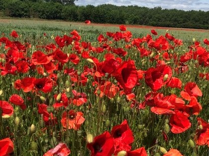 Poppies in an arable field