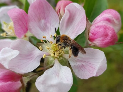 Andrena haemorrhoa on apple blossom