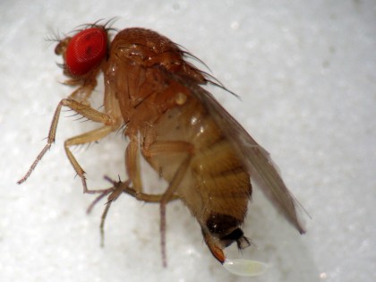 Female spotted wing drosophila