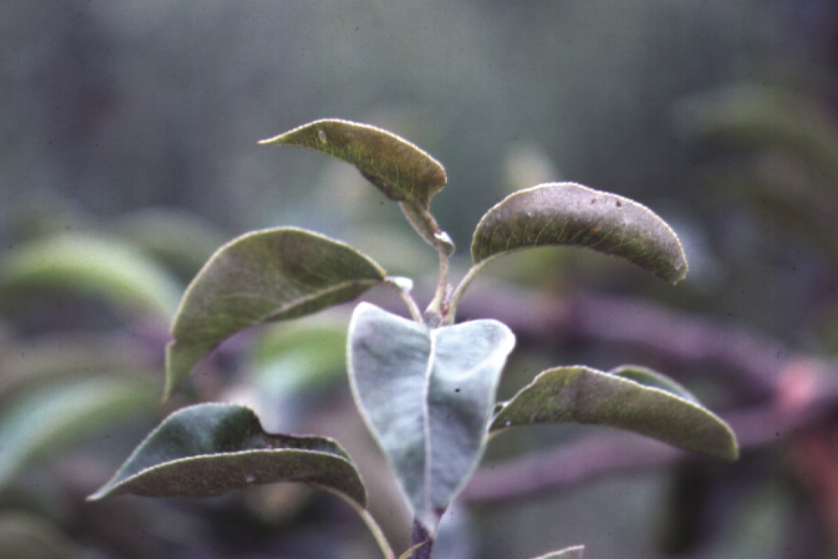 Damage (Apple rust mite) | Niab