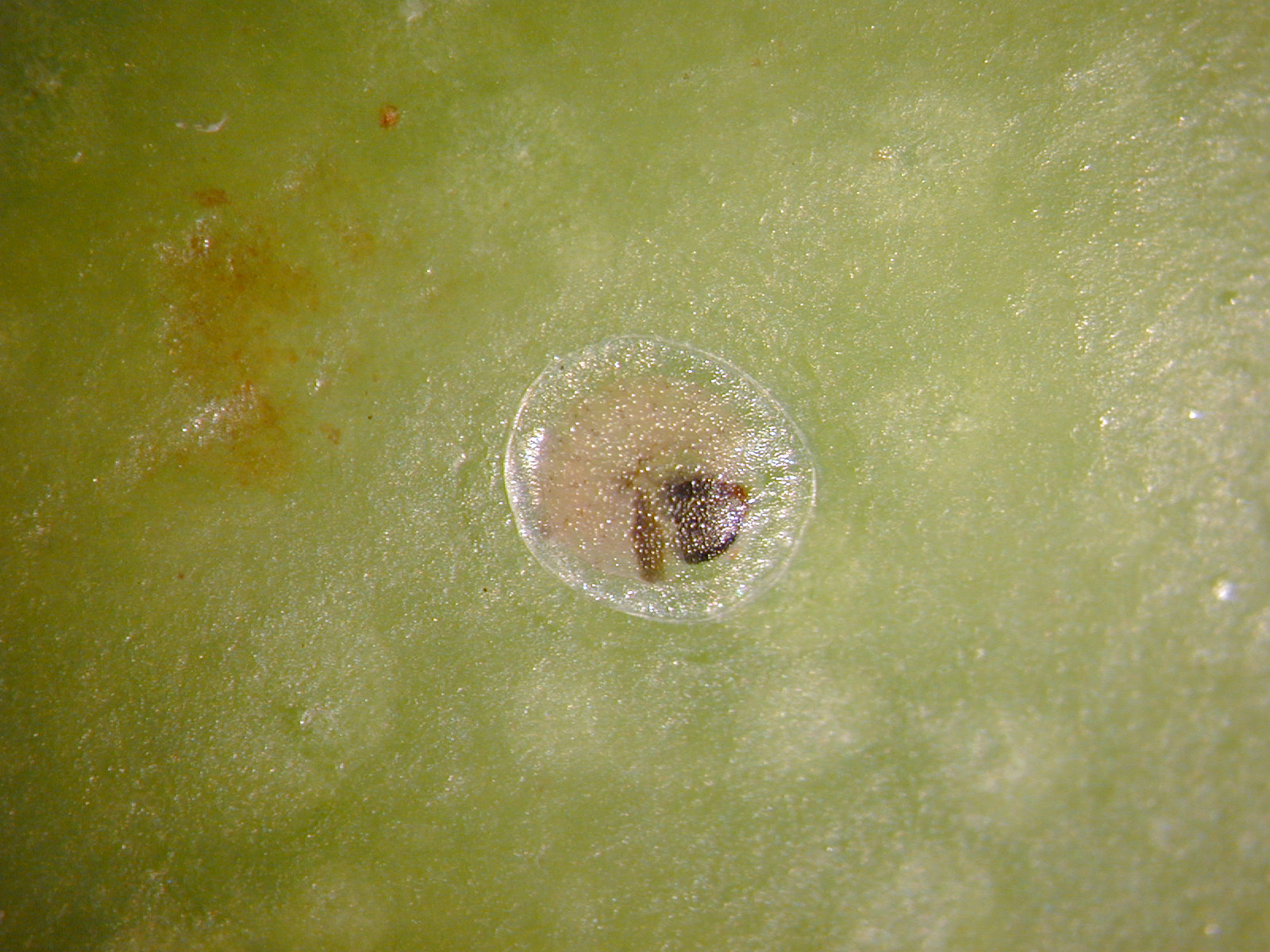 Life cycle (Codling moth) | NIAB