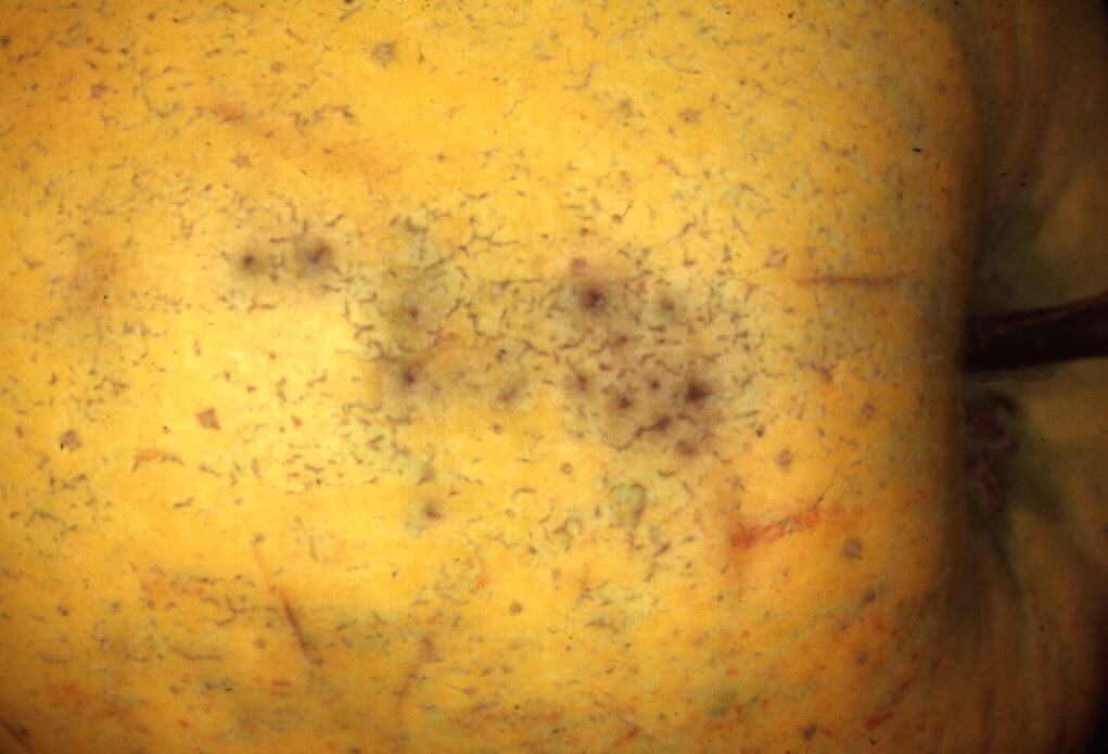 Disorders of the skin | NIAB