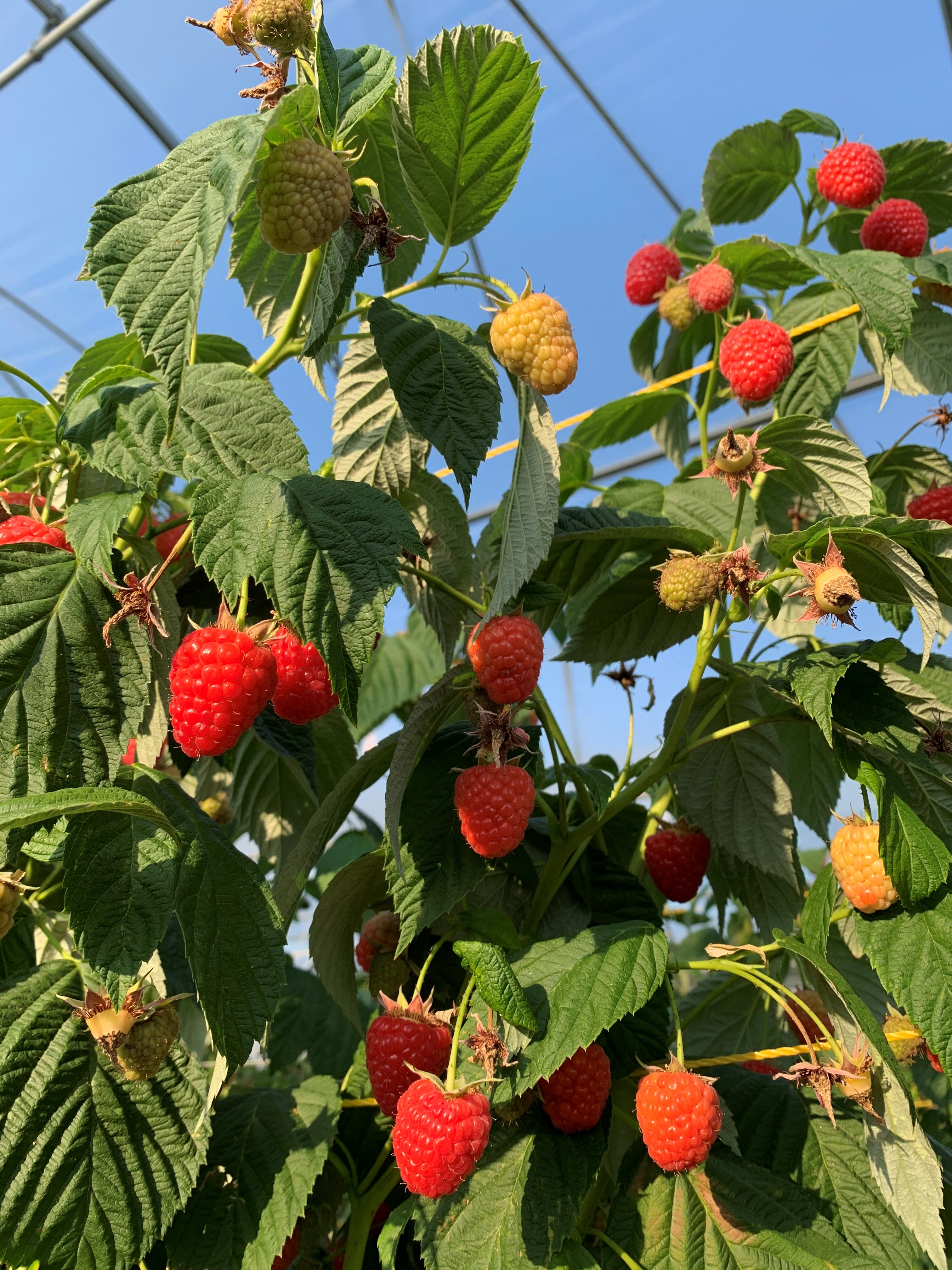 |Malling Bella raspberry growing at NIAB East Malling