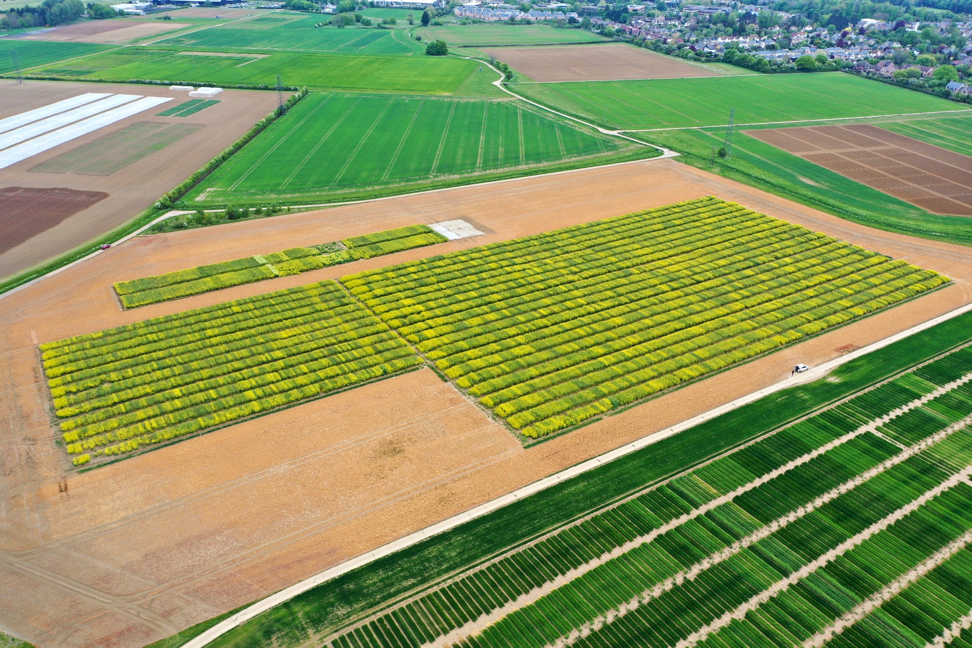  Winter oilseed rape DUS trials at NIAB Park Farm on the outskirts  of Cambridge